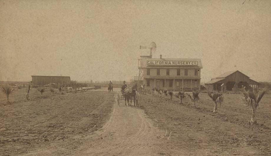 #51 California Nursery at Niles, 1887