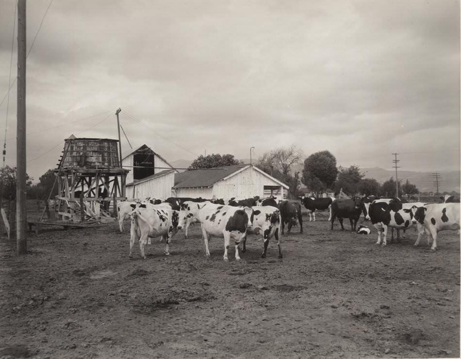 #82 Dairy cattle in field next to dairy buildings near Bayshore Highway, 1930s