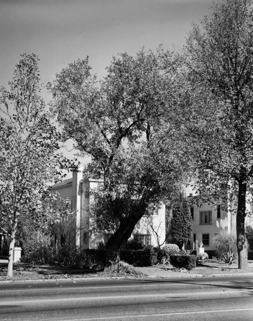 #133 Tree on The Alameda, 1947