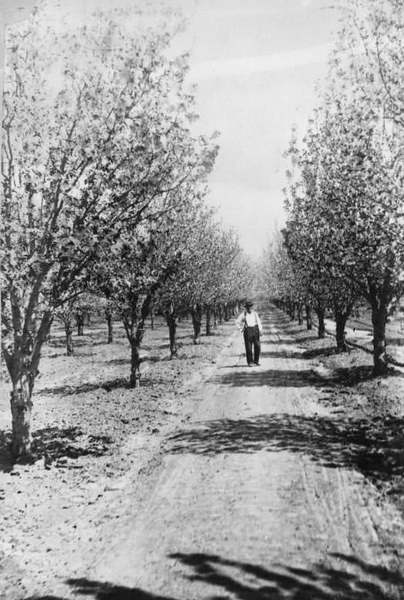 #65 Wm. Geiger’s Orchard, Willow Street & Cherry Avenue, 1880