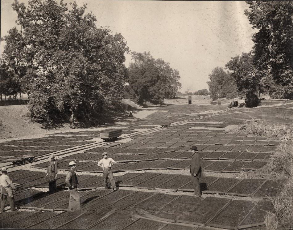 #143 Drying grounds of Prof. Childs showing the partial crop of prunes of a farm, 1903