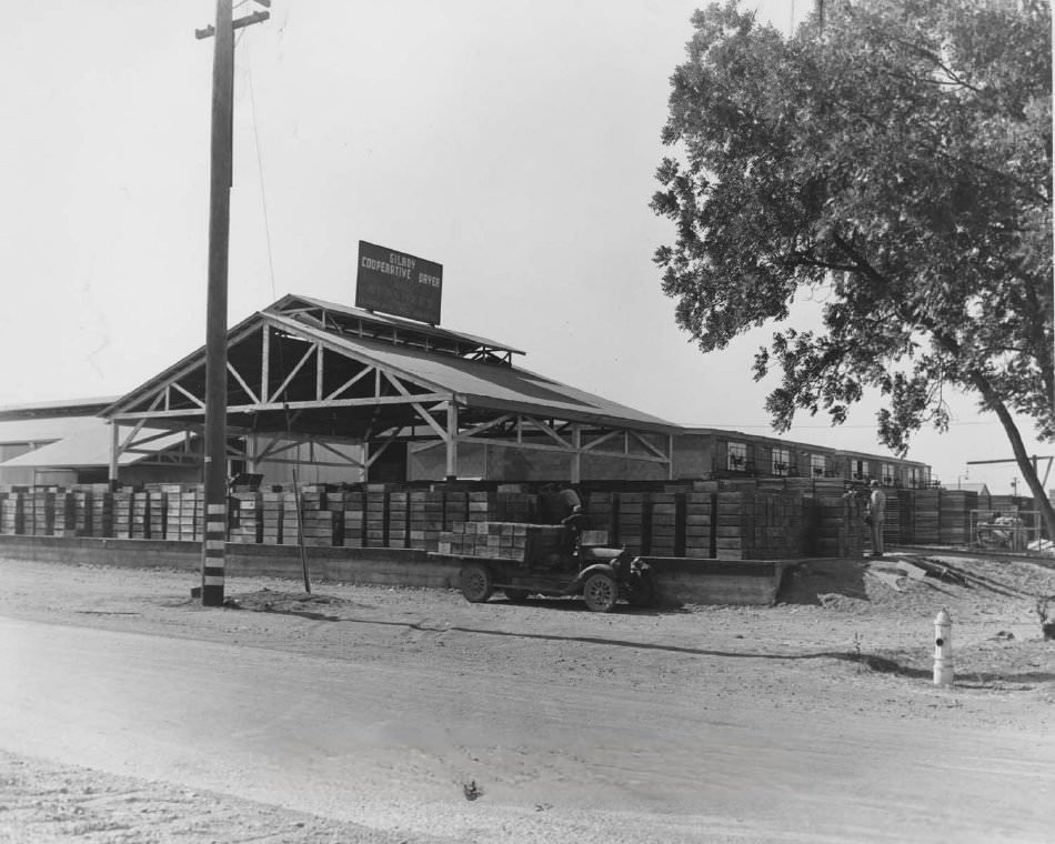 #141 Gilroy Cooperative Dryer with Boxes being unloaded, 1946