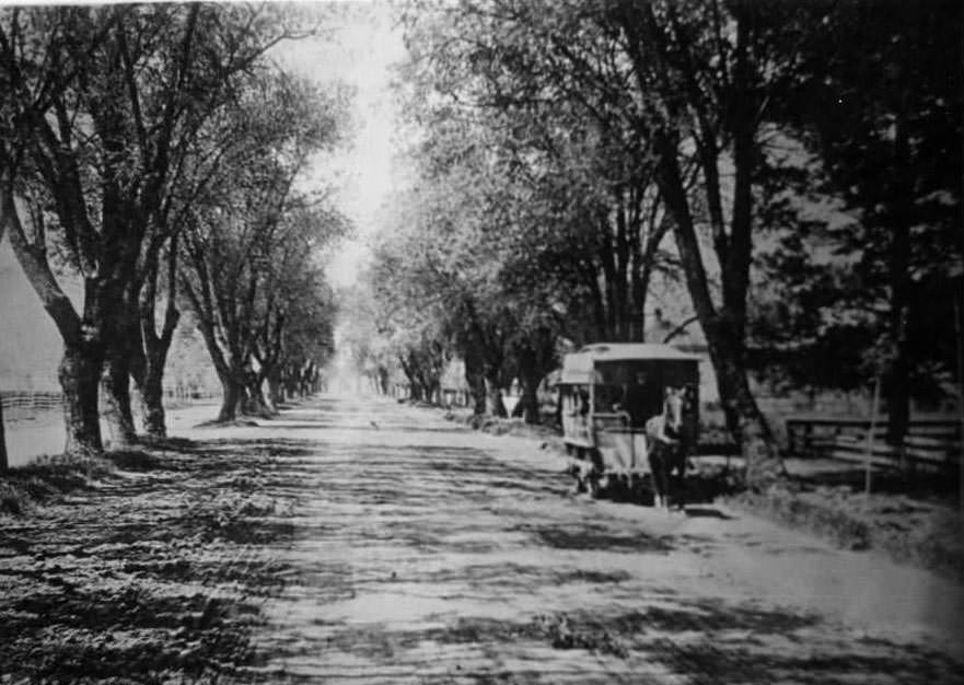 #156 View looking straight down The Alameda which is lined with tall trees. A horse drawn trolley stands on the right, 1900