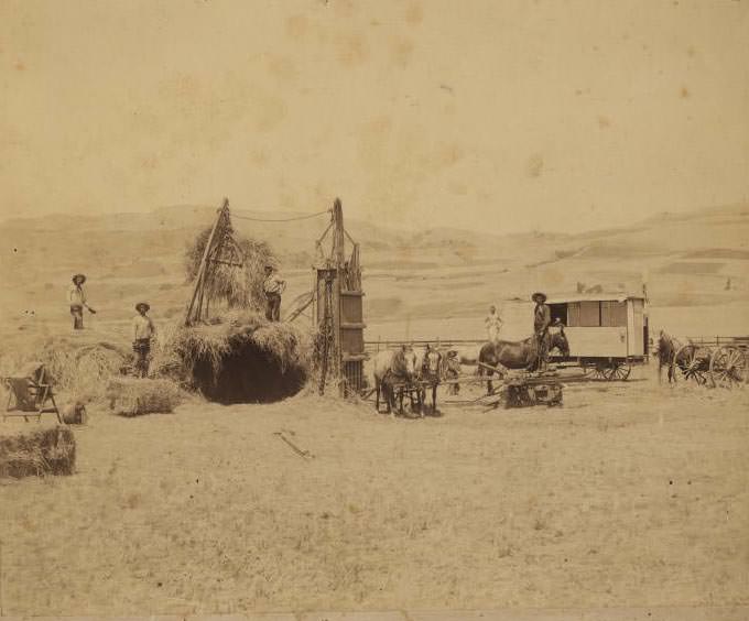 #172 Hay Baling, 1891