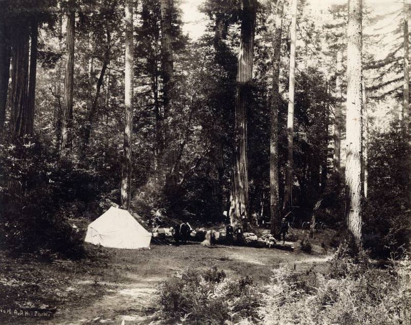 #172 Sempervirens Camp, May 1900
