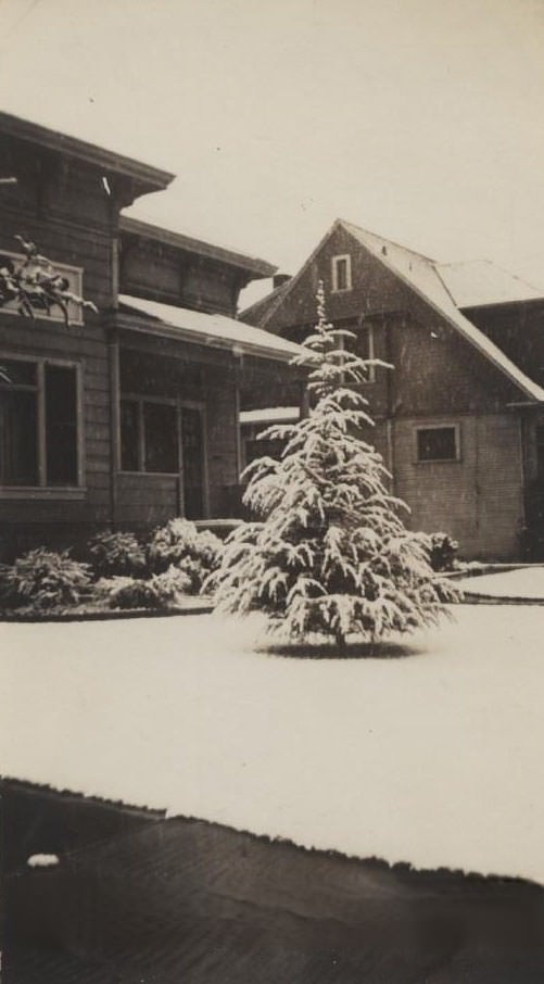 #21 Pine tree in front of residence, dusted with snow, snowstorm in San Jose, 1932