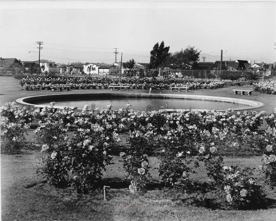 #39 Pool and roses at Rose Garden, San Jose, 1937