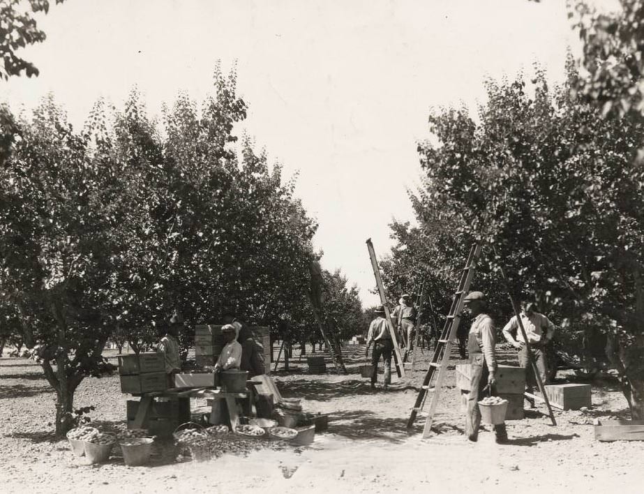 #61 Group of workers picking apricots, 1930s