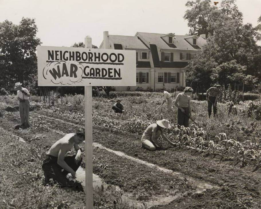 #69 Neighborhood War Garden, 1943