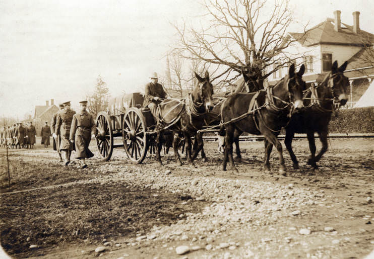 #3 Floyd Gray, a civilian teamster, is driving the wagon at the Vancouver Barracks, 1910s