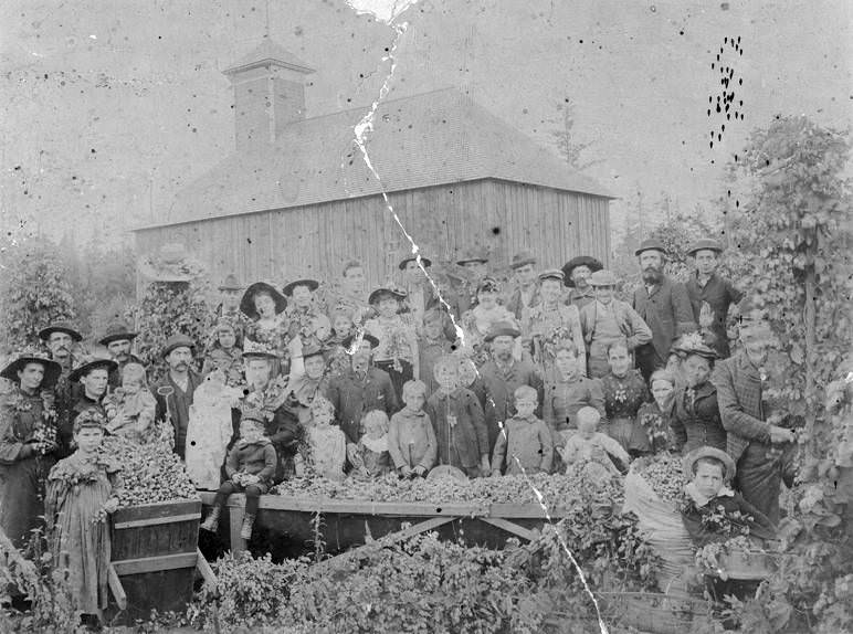#33 Hop Picking, 1896