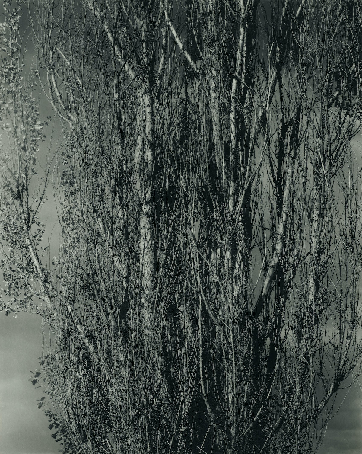 #27 Dying Poplar and Live Branch – Lake George, 1932