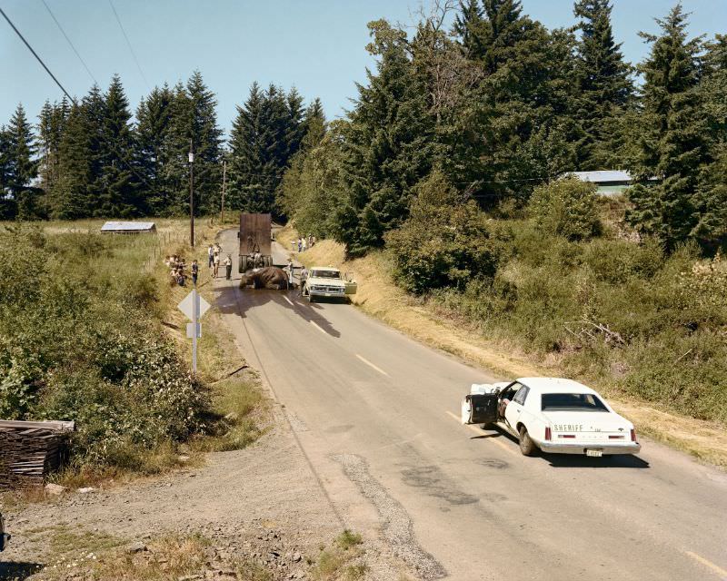 #10 Exhausted Renegade Elephant, Woodland, Washington, June 1979