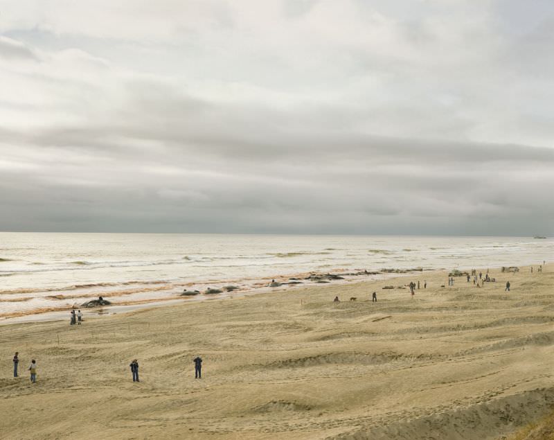 #7 Approximately 17 of 41 Sperm Whales That Beached and Subsequently Died, Florence, Oregon, June 1979