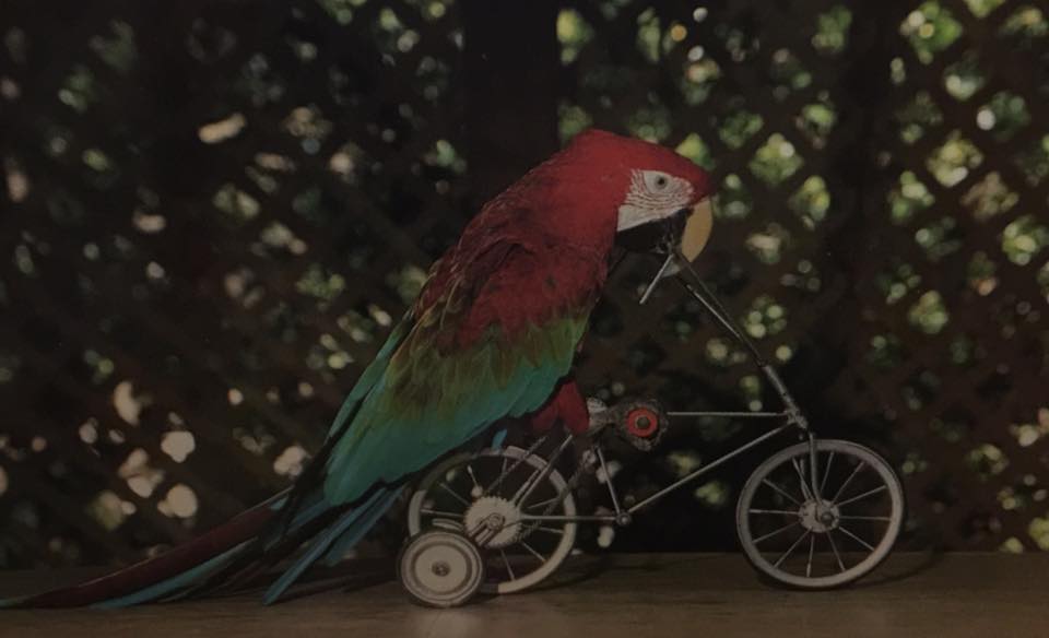 #10 The Bird of Paradise show with parrots that could ride bicycles.