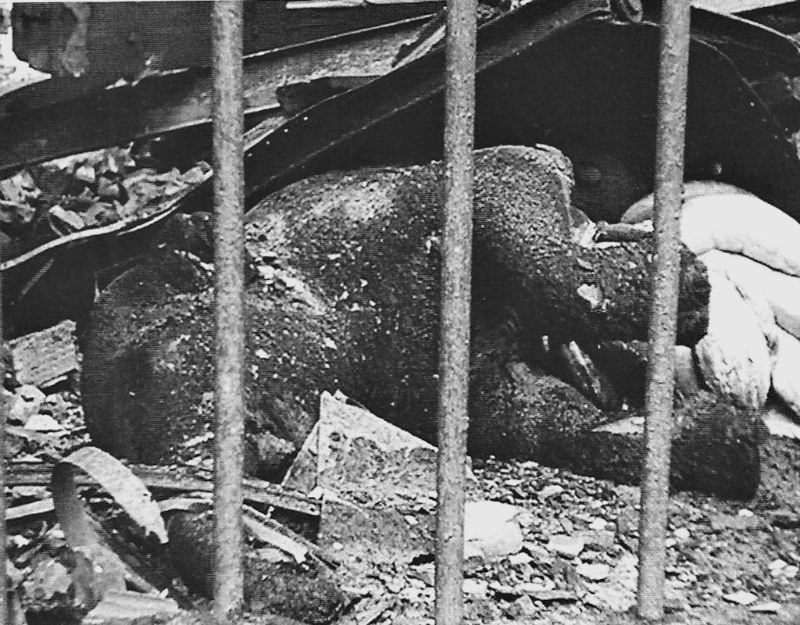 #11 Charred baby elephant after bombing in Berlin 1943, all 7 elephants at the zoo were burned alive.