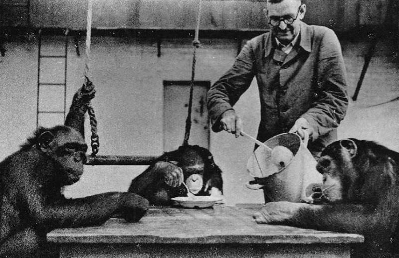 #3 Chimpanzees “Titine”, “Lore” and “Susi” were served food at the table in the 1940s.