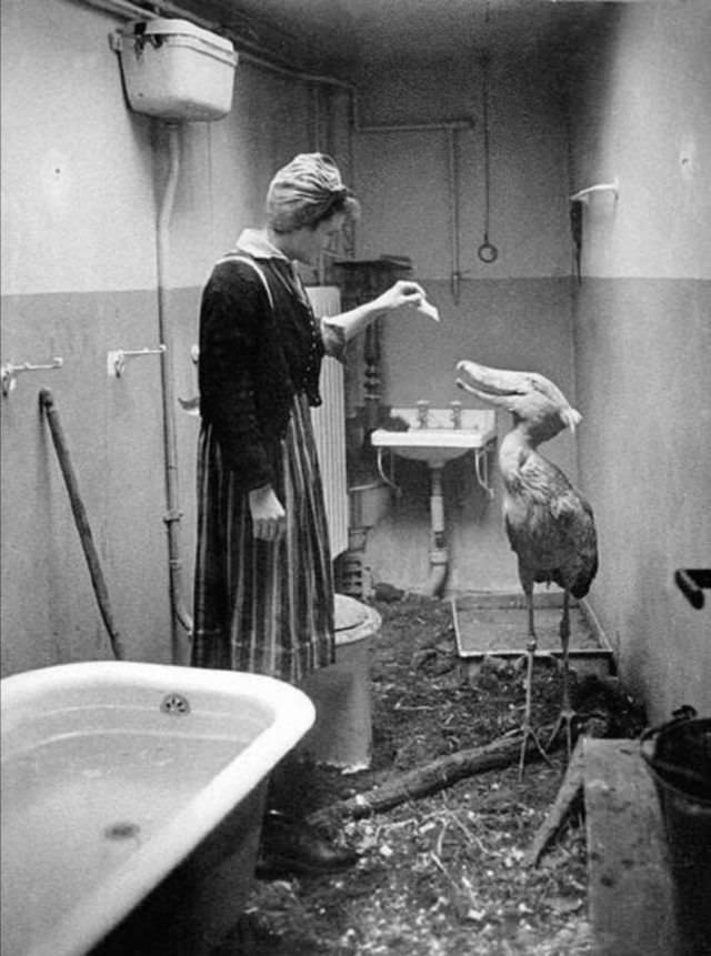 #5 Shoebill stork being cared for after the bombing of the Zoo, 1943.
