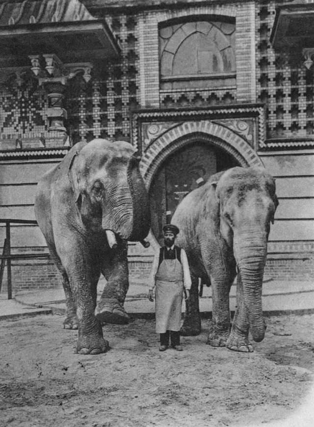 #6 Siam, the elephant before the war.
