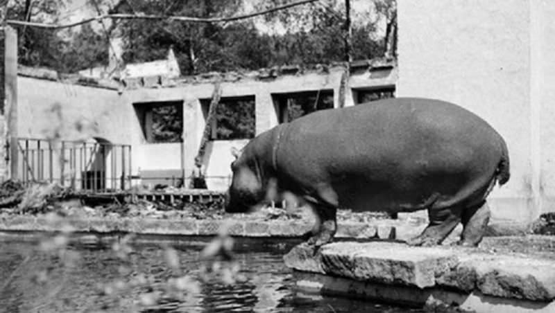 #7 Hippo “Gretl” standing in the damaged Hippo enclosure, 1943.
