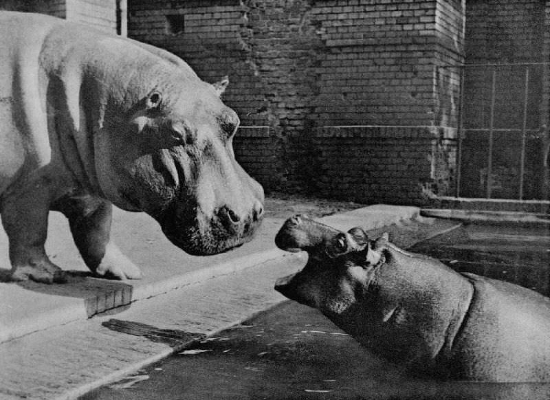 #9 Postwar photo of hippos “Knautschke” and “Bulette”.