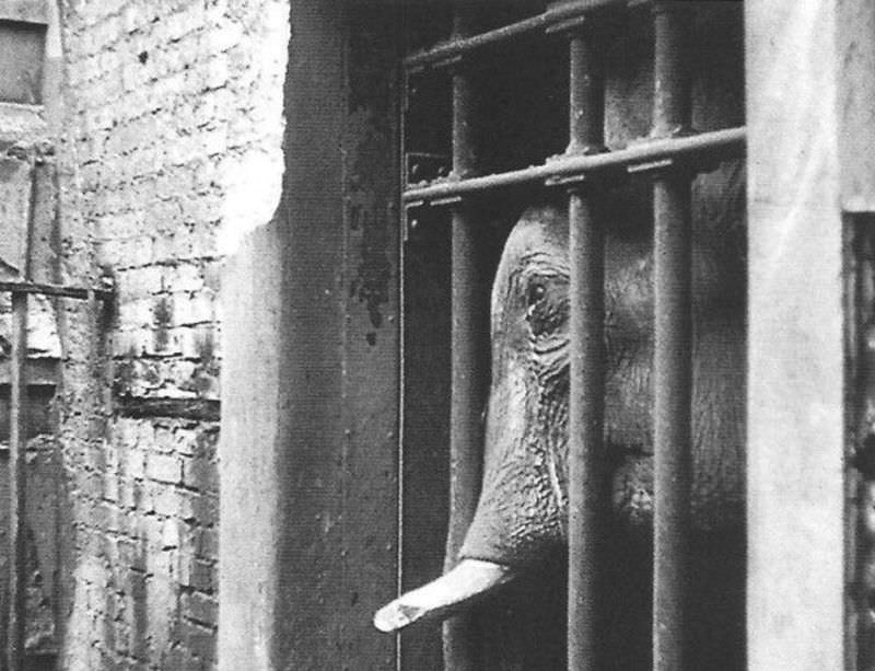 #1 Siam the elephant looking through a gate.