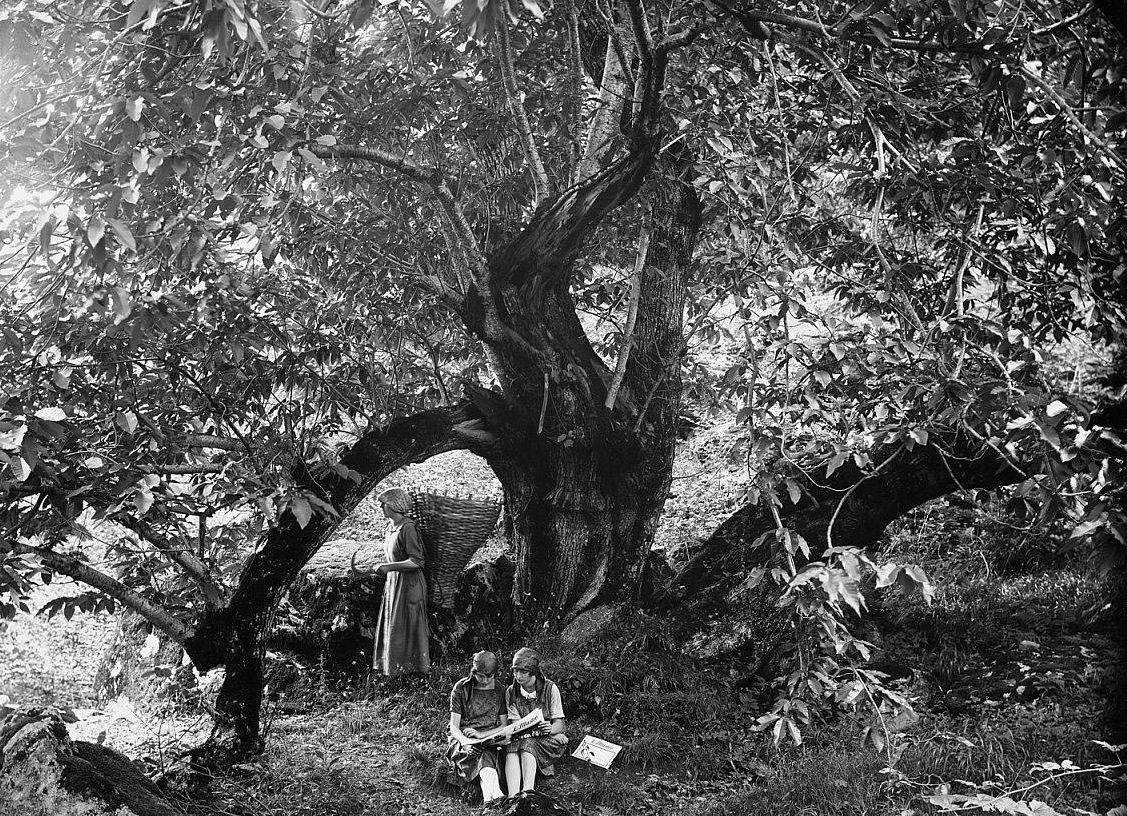 #8 Three girls in the break from work in the fields under a tree