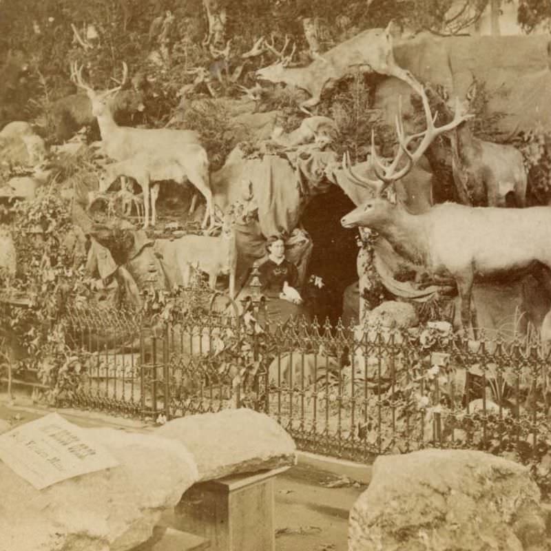 #21 Maxwell’s Rocky Mountain Museum inside Colorado State Building, Centennial International Exhibition, Philadelphia, Pennsylvania, 1876