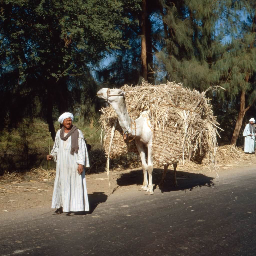 #50 A fellah with his camel, Egypt 1980s.