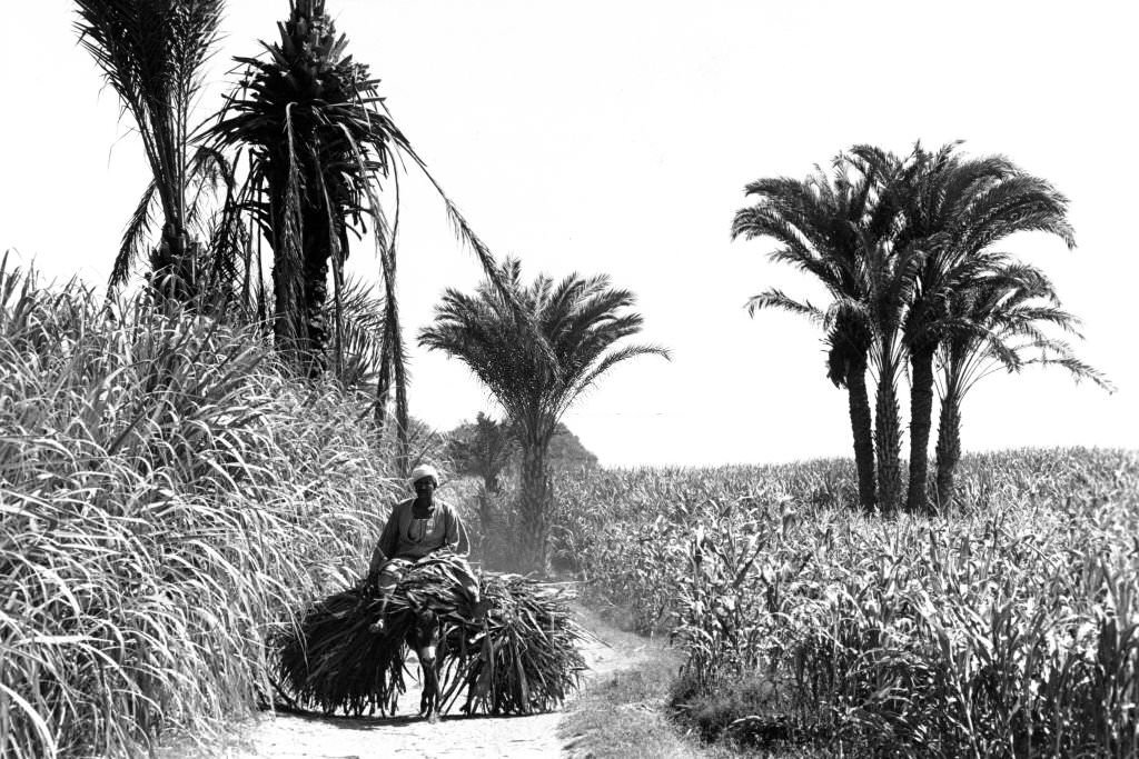 #64 Sugar cane field in Luxor, Egypt, 1983