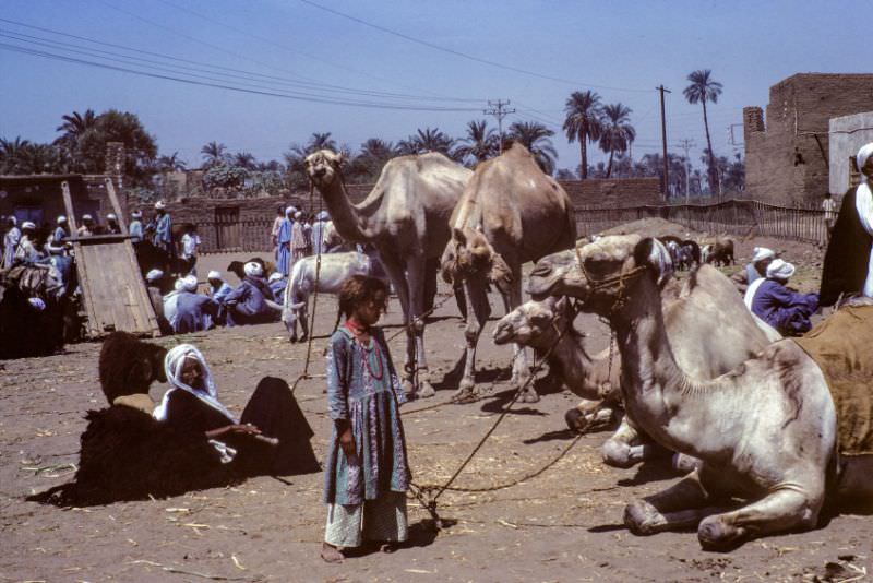 #72 Camel driver, Aswan, August 1981