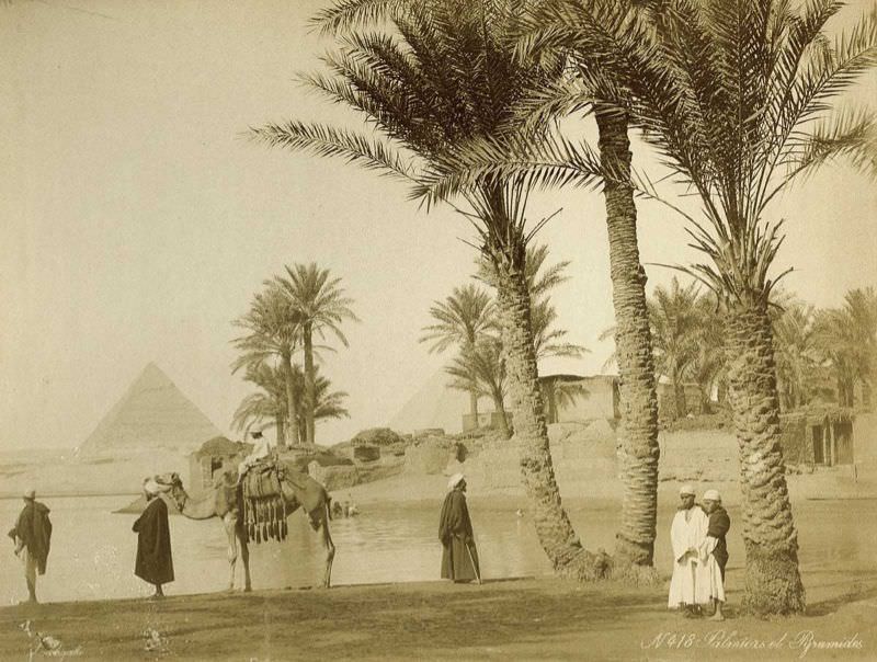 #68 Palm grove near the pyramids