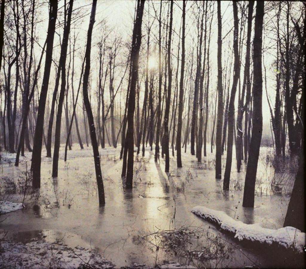 #12 Sunlight in the trees, 1907