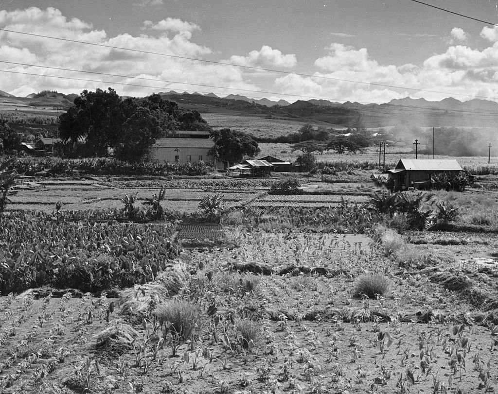 #5 A farm and surrounding fields on Hawaii, 1955