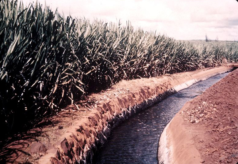 #12 Irrigation ditch in sugar cane field, Hawaii