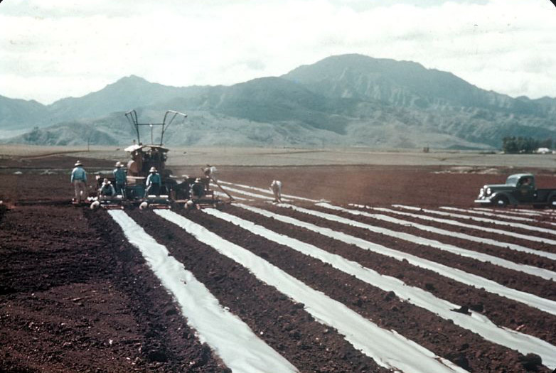 #63 Preparing field for planting pineapples, central Oahu, Hawaii