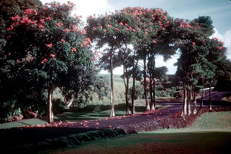 #17 Somewhere in Hawaii