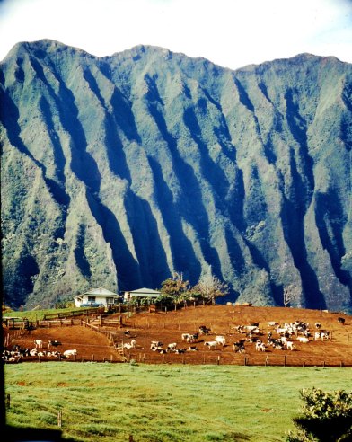 #79 Cattle graze under volcanic cliffs on Oahu, 1959