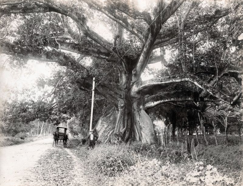 #68 Tom Cringles Cotton Tree, Spanish Town Road, Kingston, Jamaica, 1890