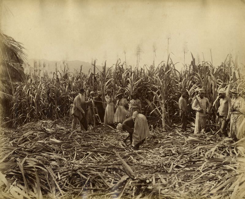 #72 Cane cutters, Kingston, Jamaica, 1891