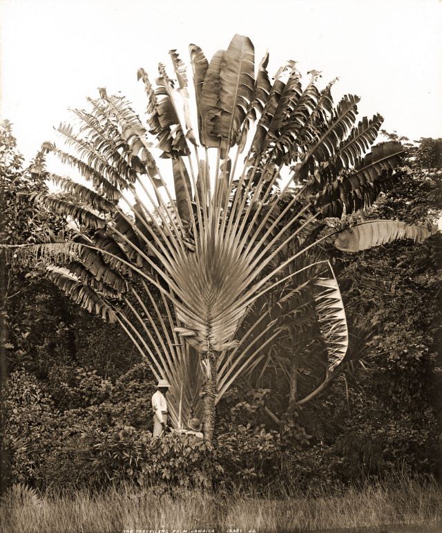 #58 The travelers palm, Kingston, Jamaica, 1891
