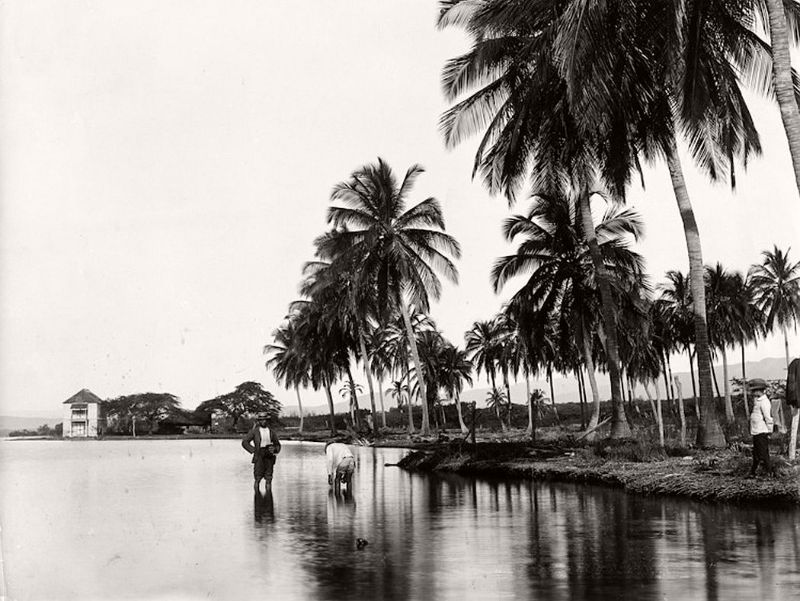 #59 Coconut palms, Kingston Harbour, Jamaica, 1895