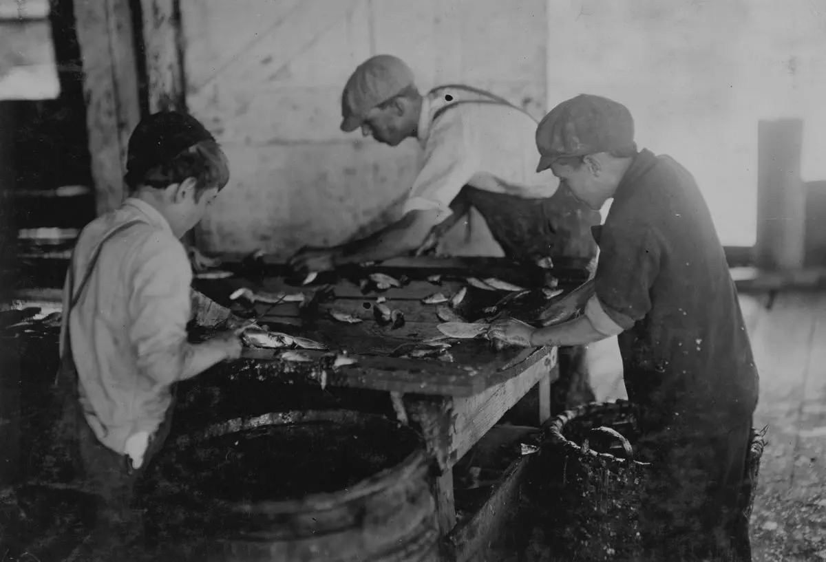 #15 Shows the way they cut the fish in sardine canneries.
