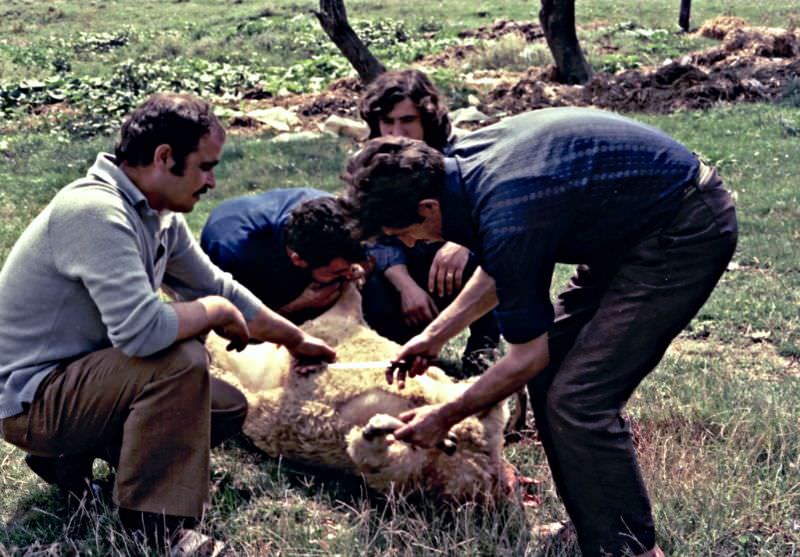 #7 Preparing the slaughtered lamb for skinning, Polyanovo, 1971