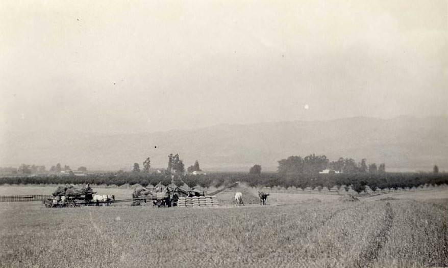 #19 Threshing activity seen from a distance in an expansive field in Evergreen, near San Jose, California, 1920s