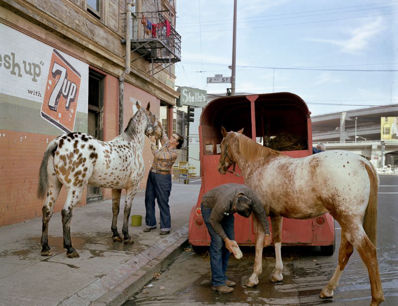 #29 Skip Wheeler and his wife groom their horses after Veteran’s Day Parade, Folsom at 2nd Street, 1980