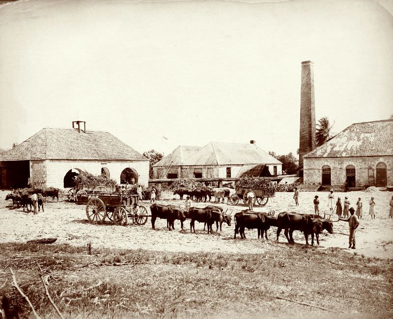 #1 Llandovery Sugar Estate, St. Ann, Jamaica, 1890