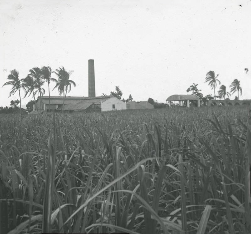 #14 Mona Sugar Plantation, Jamaica, 1900