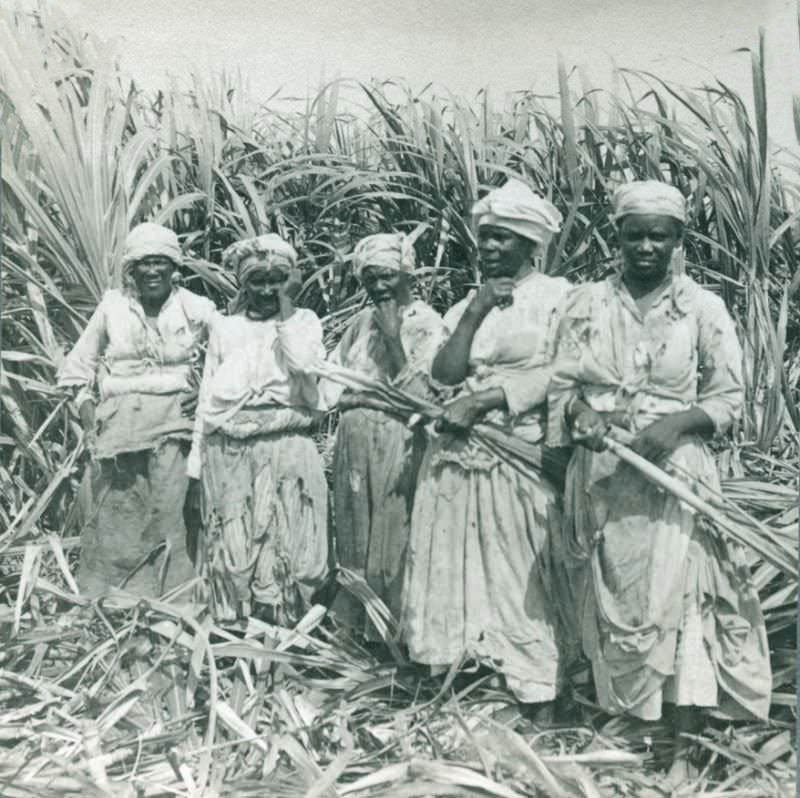 #15 Sugar Cane Field Hands, Montego, Jamaica, 1900