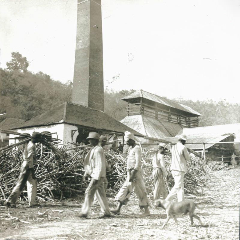 #17 Coolies Working at the Mill, May Pen, Jamaica, 1904